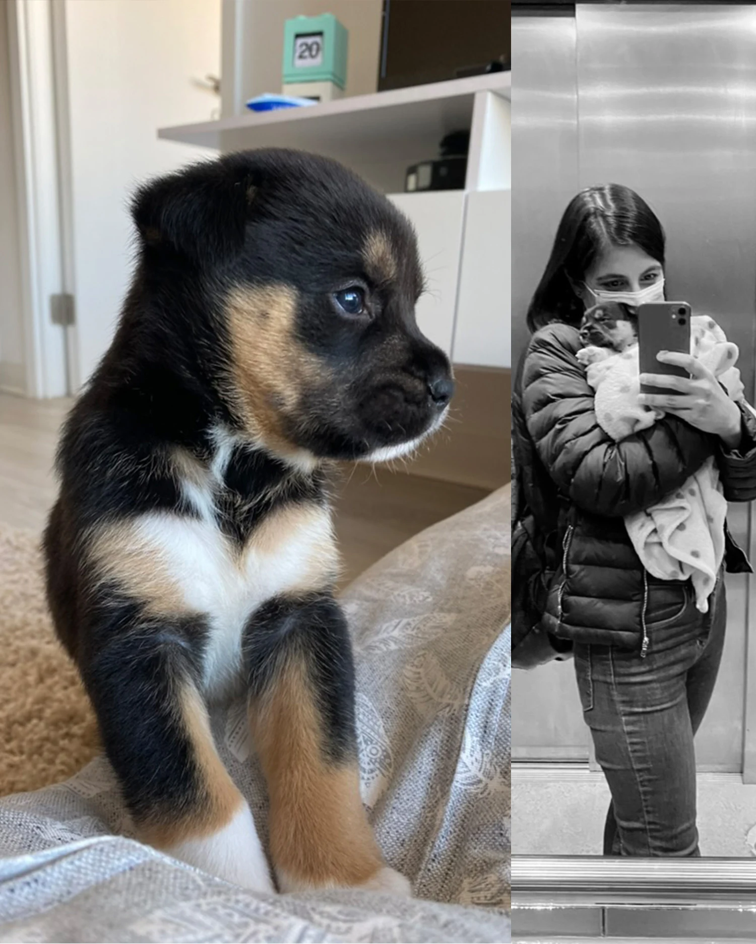 Arturo, perro rescatado e inspiración de Yo, Turo