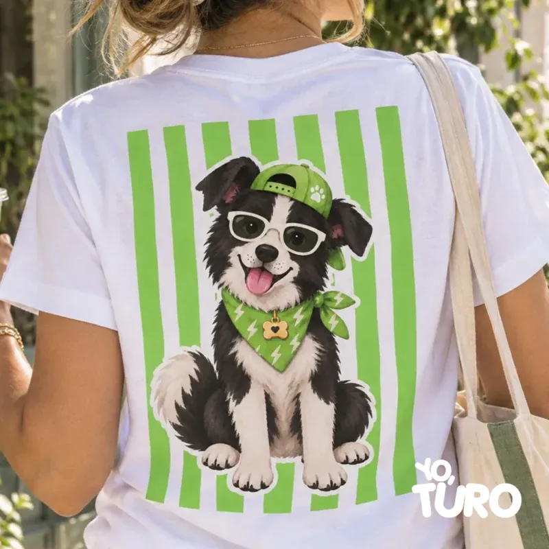 Border Collie Rayo — El Cerebrito